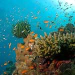 Coral Island