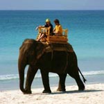 Elephant beach
