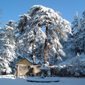 Shimla Tours