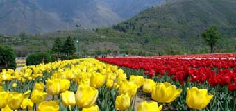 Kashmir Tour Packages
