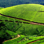 munnar