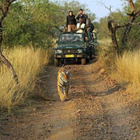Ranthambhore Jungle Safari