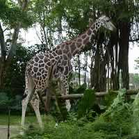night safari